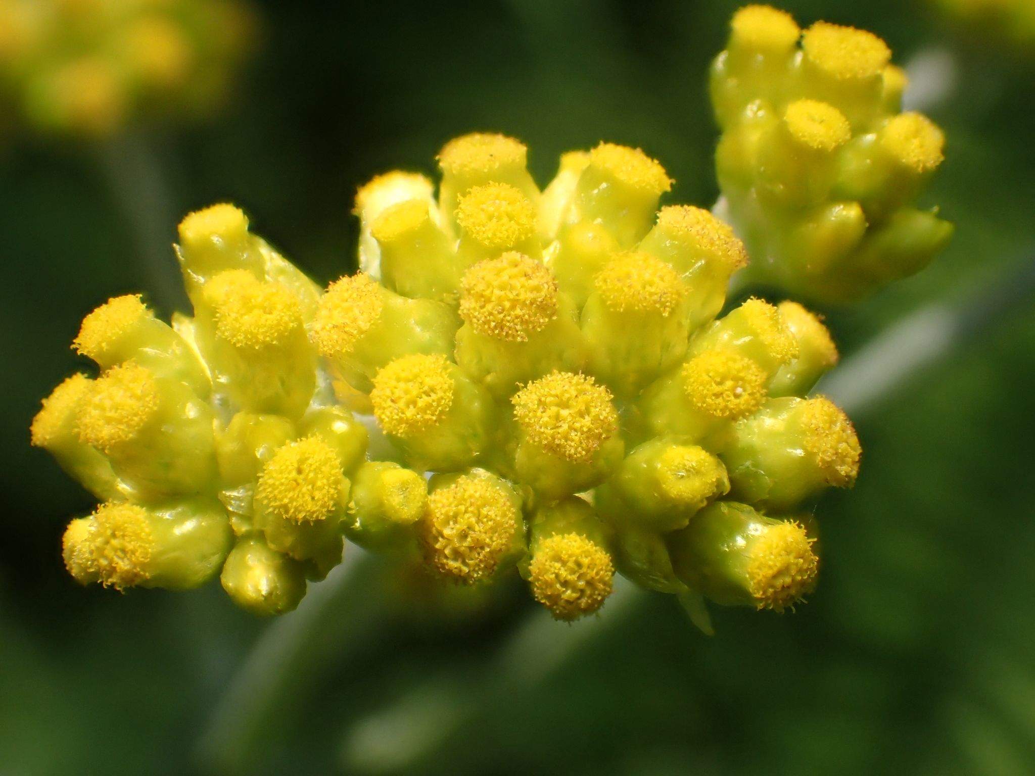Pseudognaphalium affine