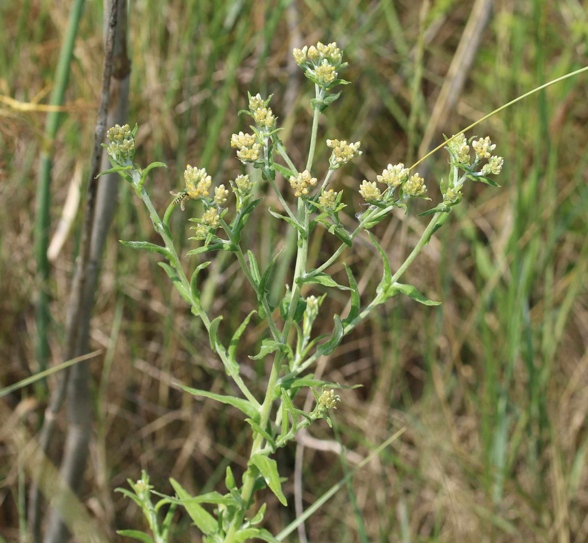 Pseudognaphalium undulatum