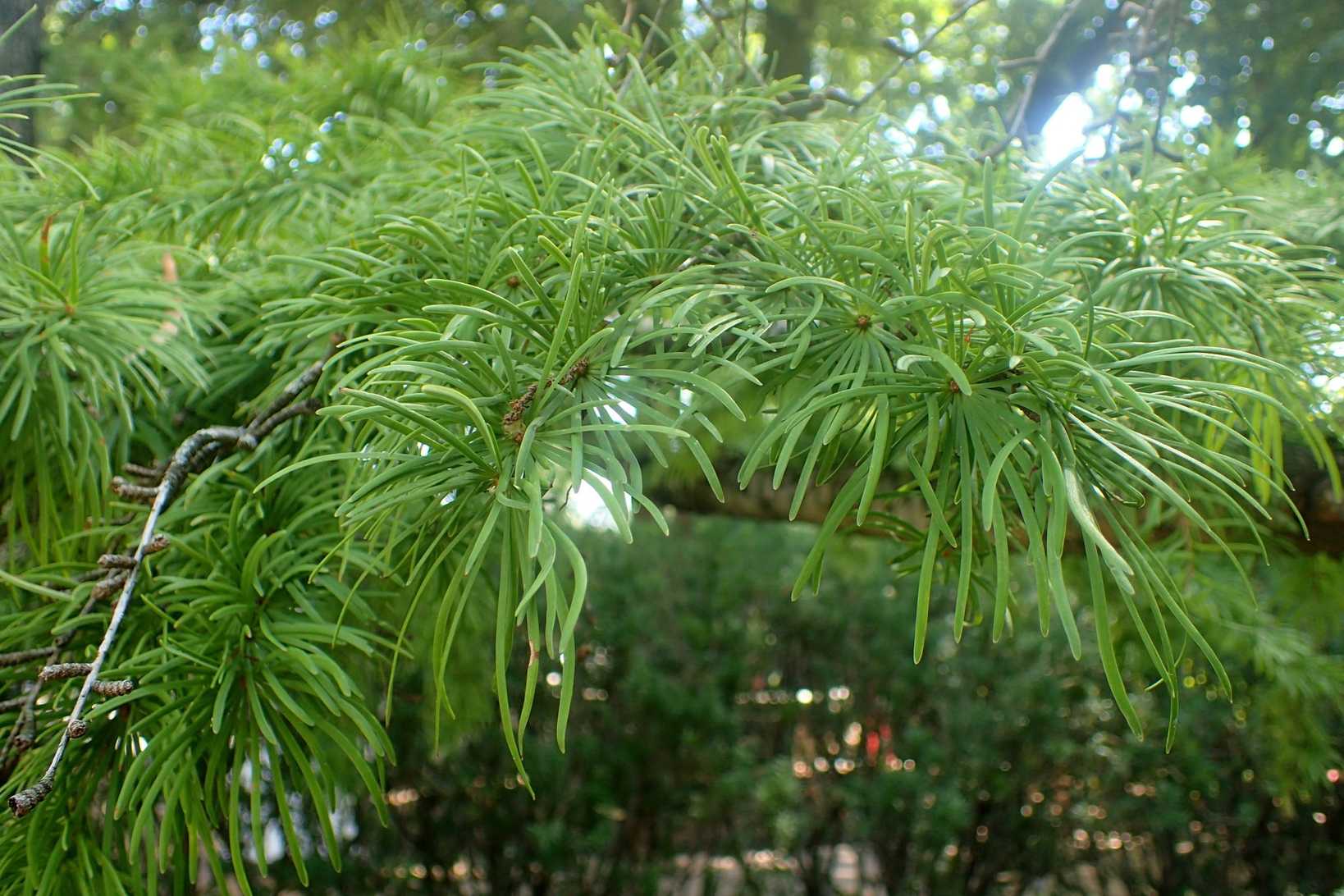 Pseudolarix