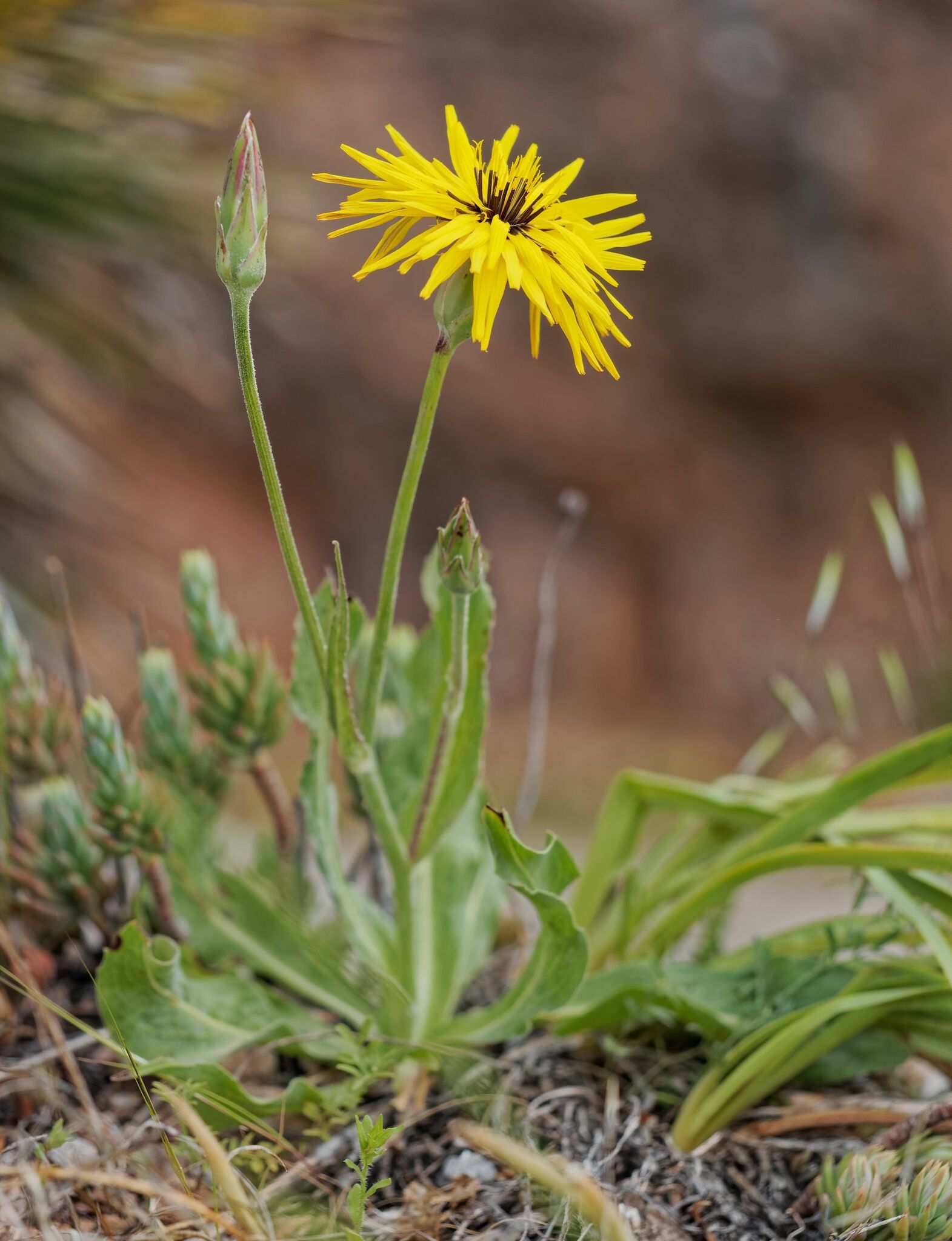 Pseudopodospermum hispanicum