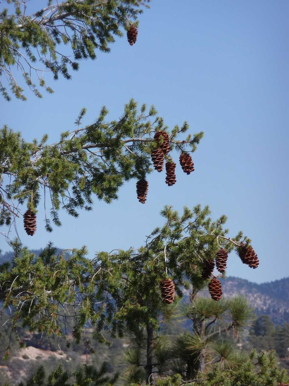 Pseudotsuga macrocarpa