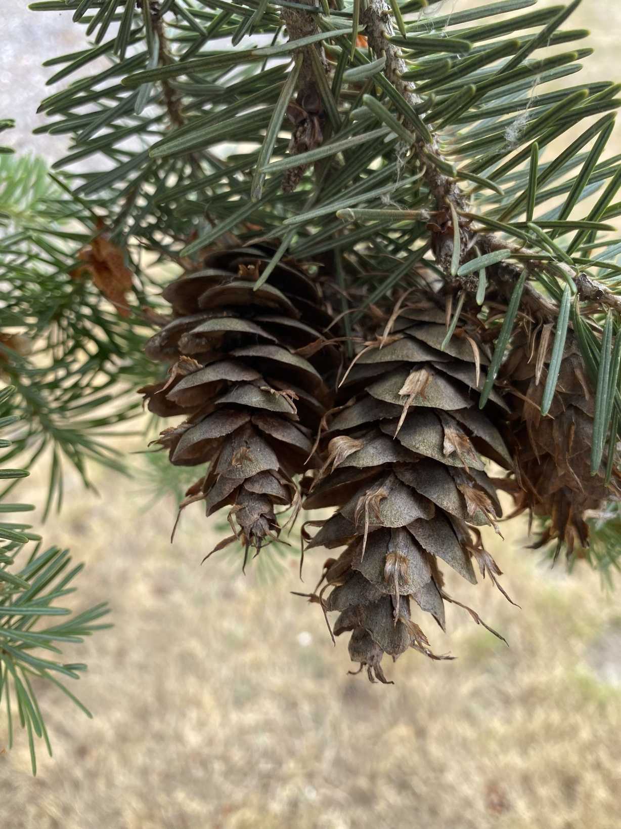 Pseudotsuga menziesii