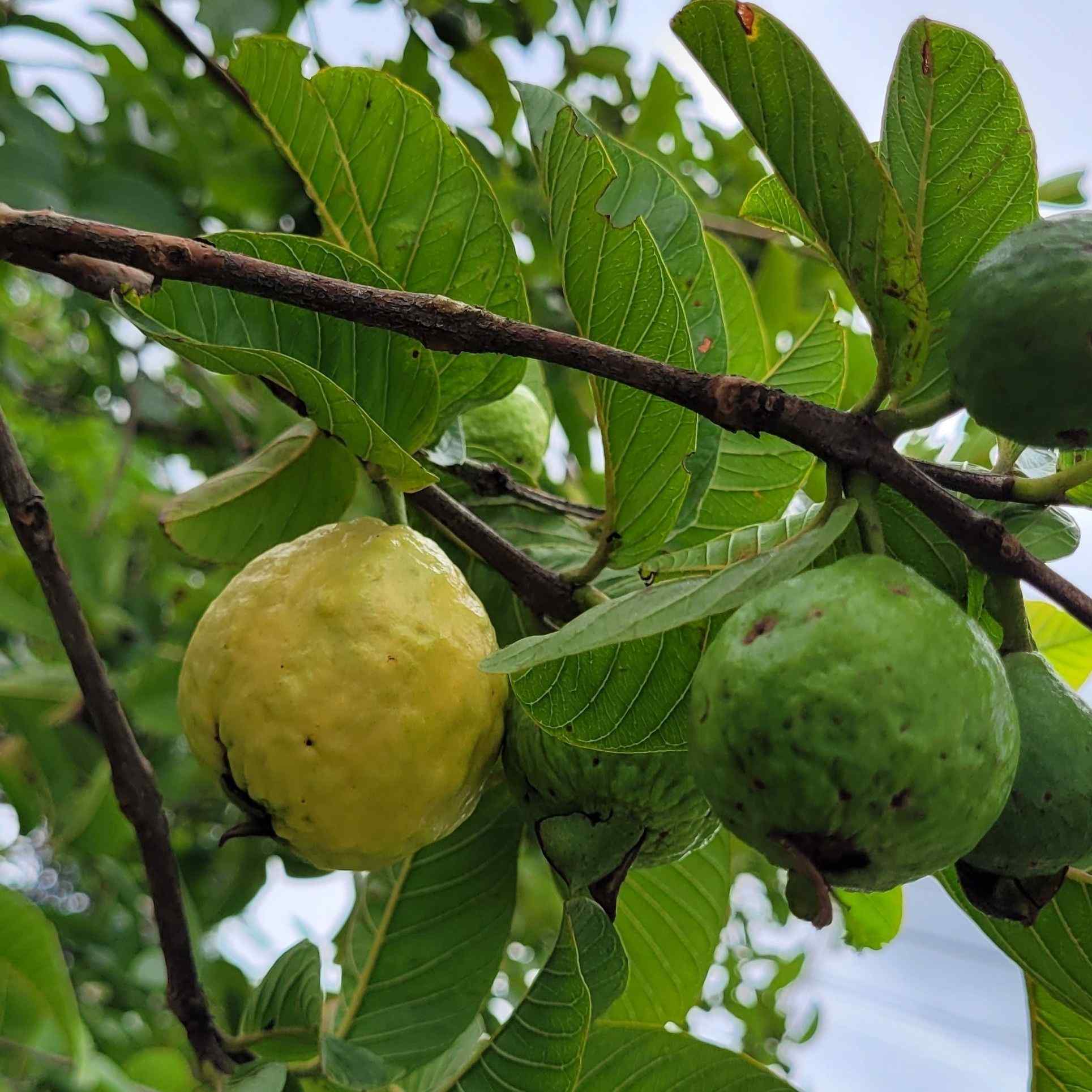 Psidium