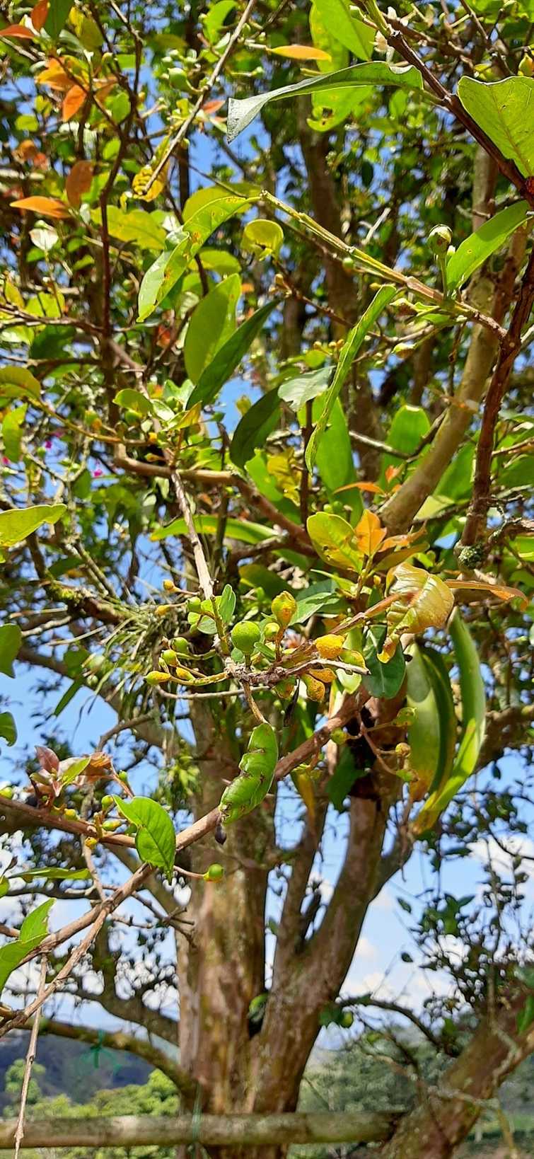 Psidium acutangulum