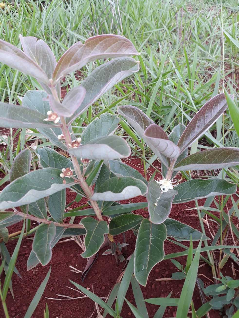 Psidium grandifolium
