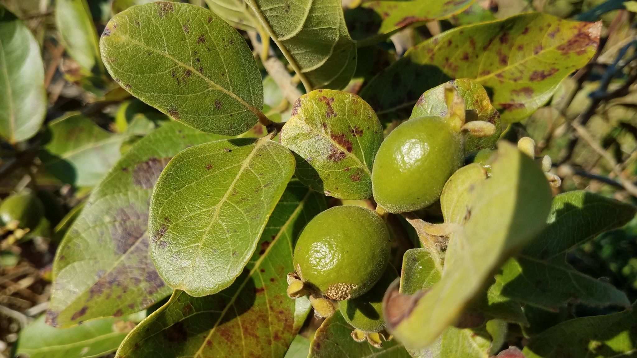 Psidium guineense