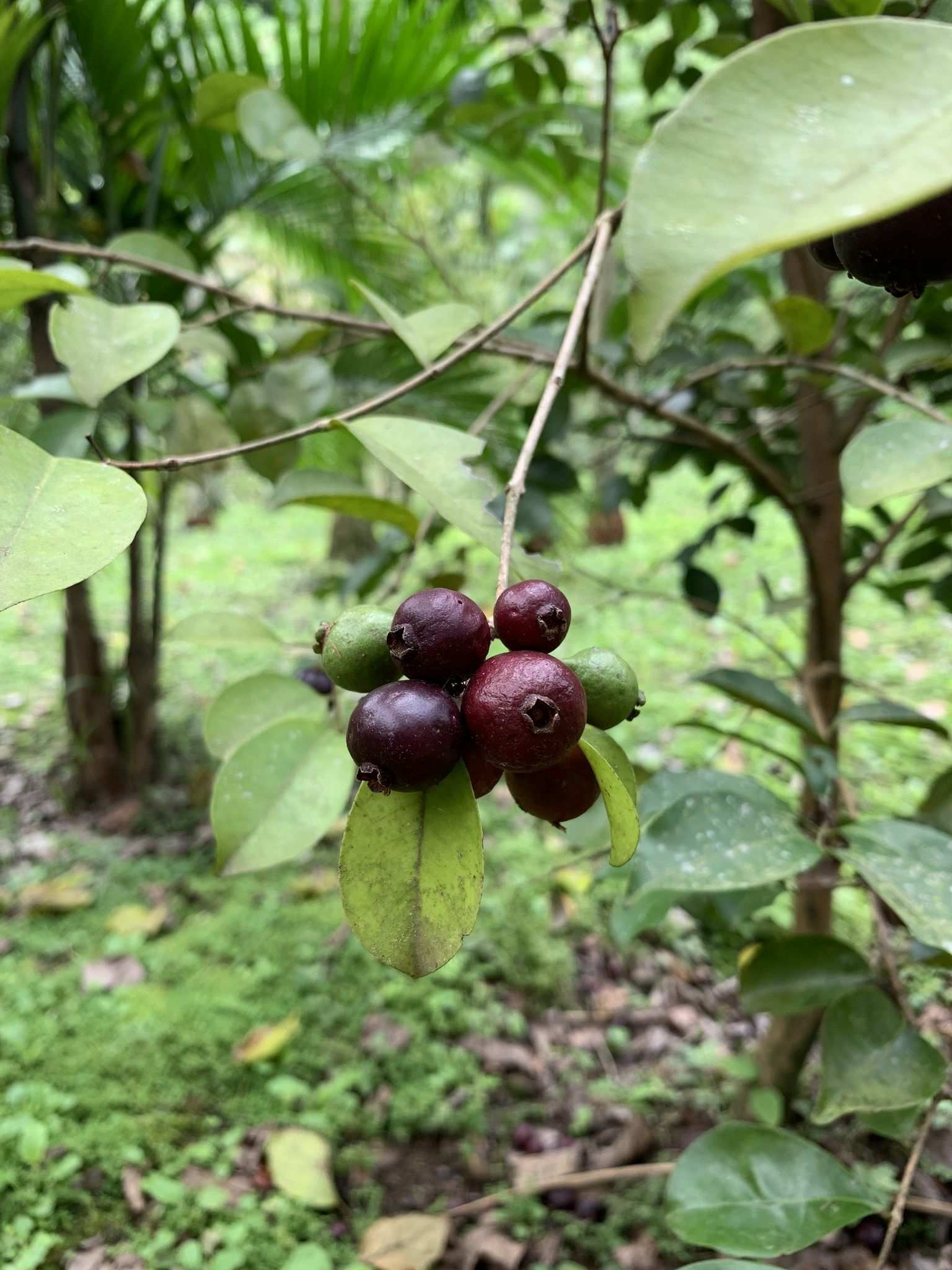 Psidium myrtoides