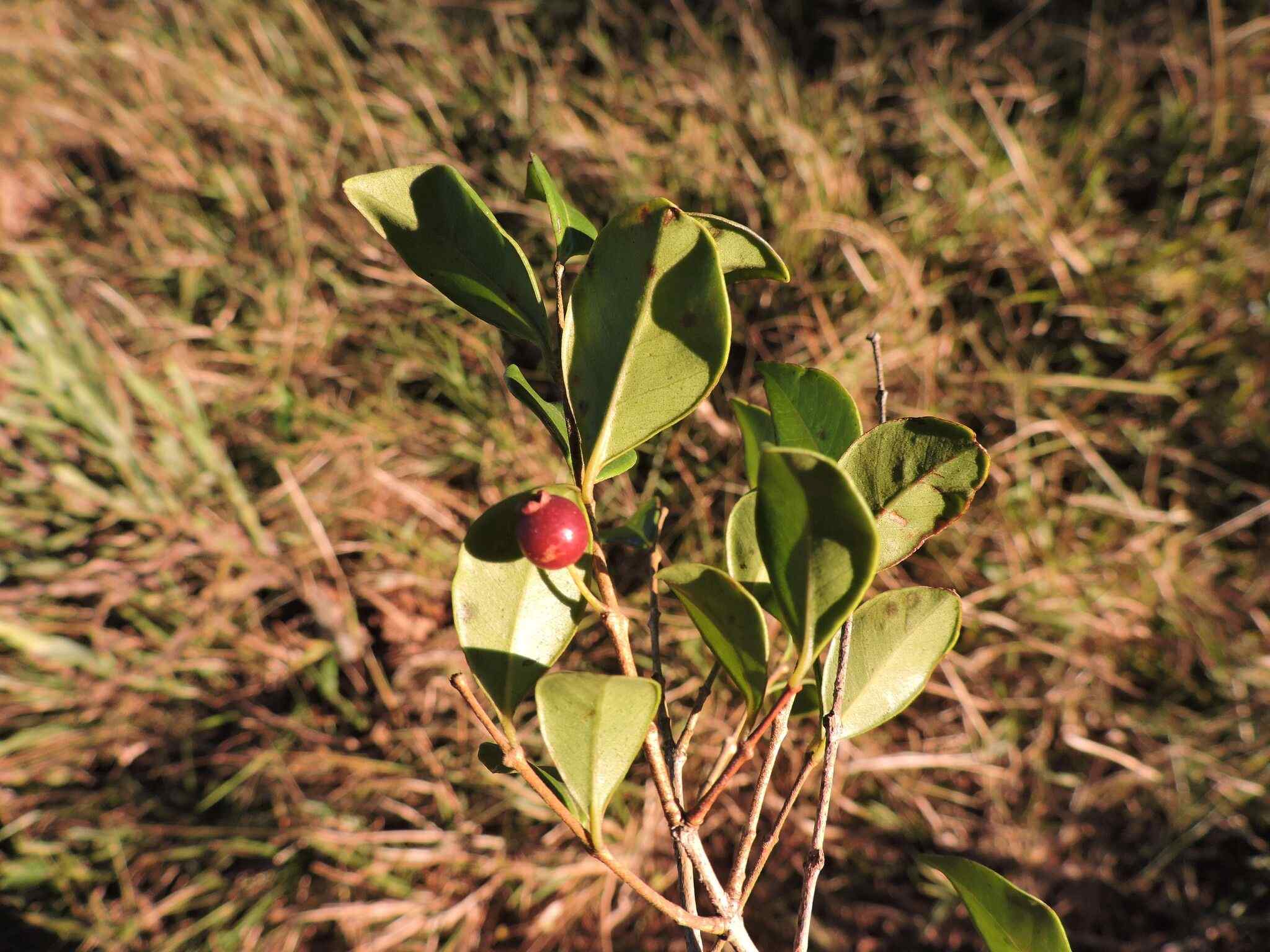 Psidium sp.
