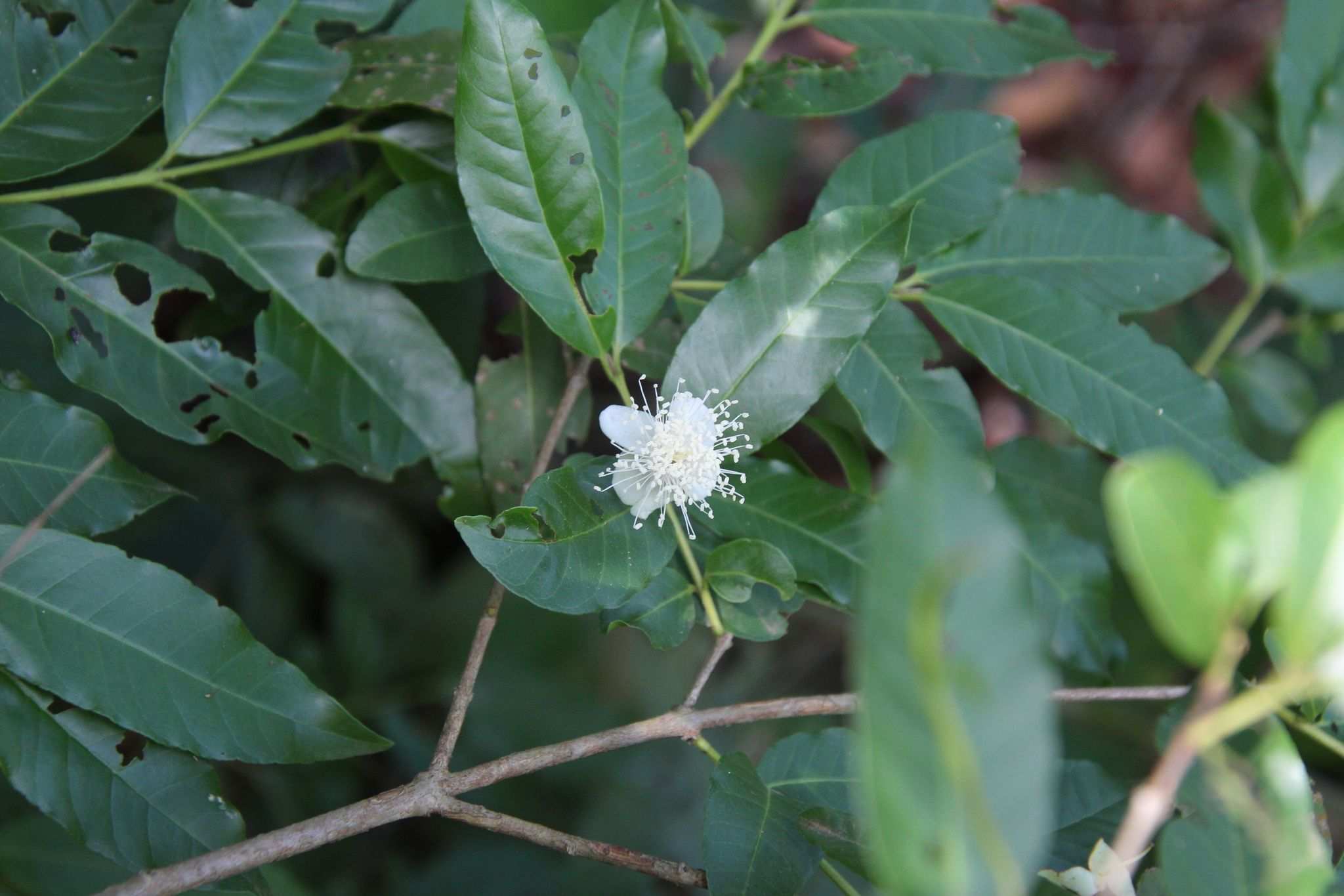 Psidium striatulum