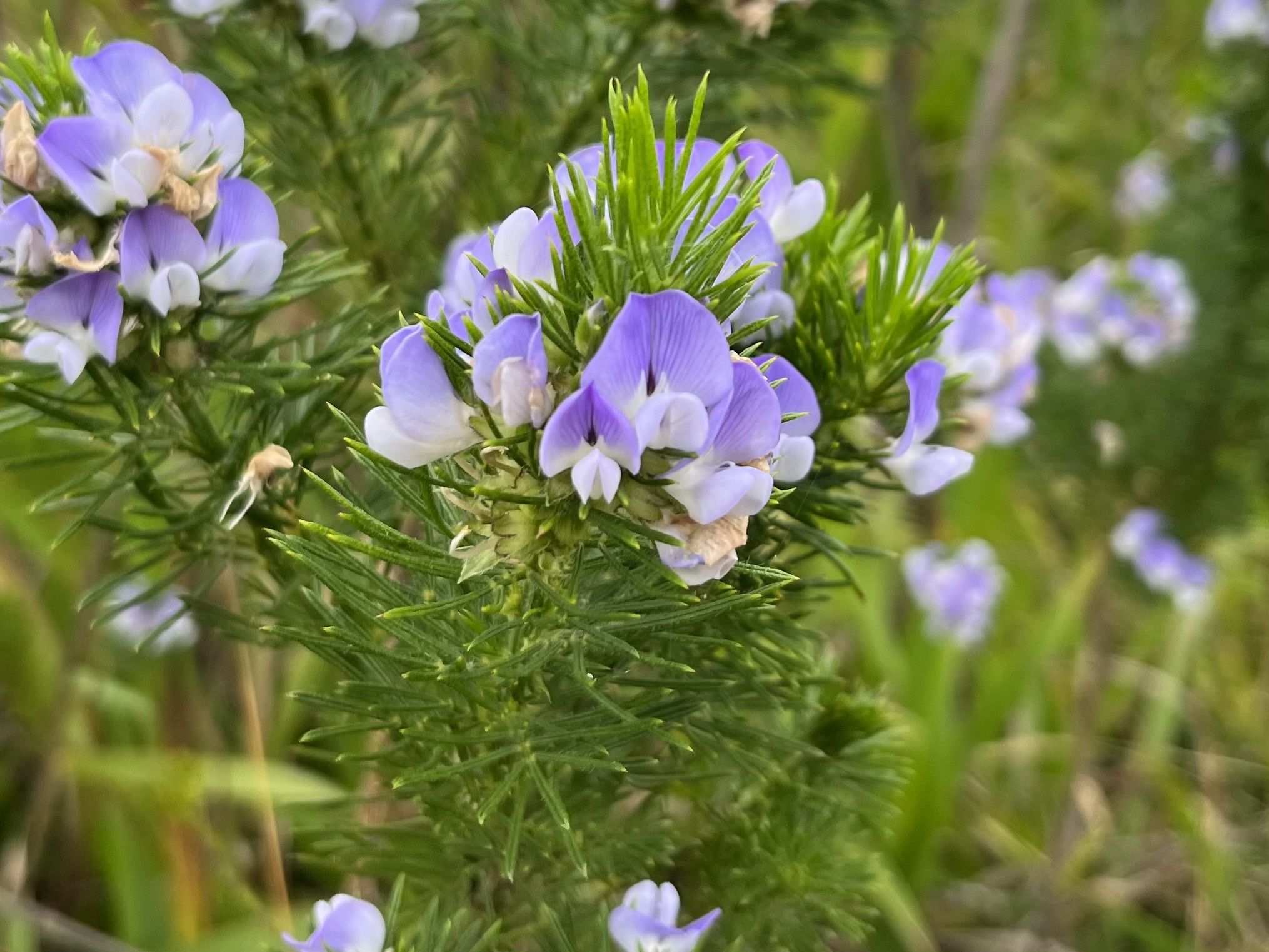 Psoralea pinnata
