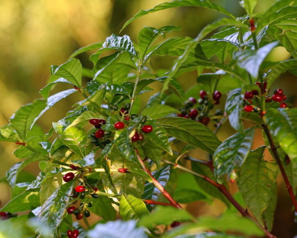 Psychotria nervosa