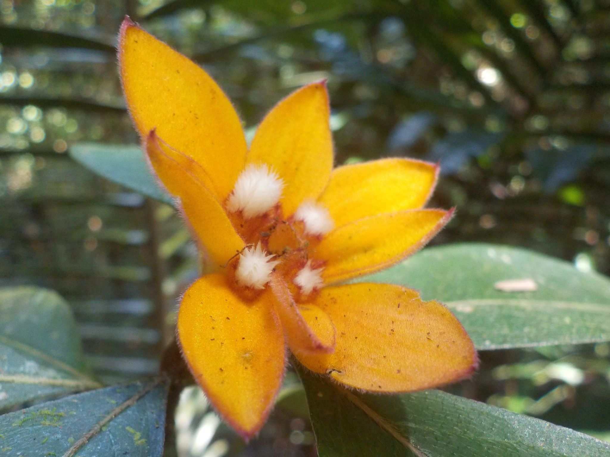 Psychotria sp.