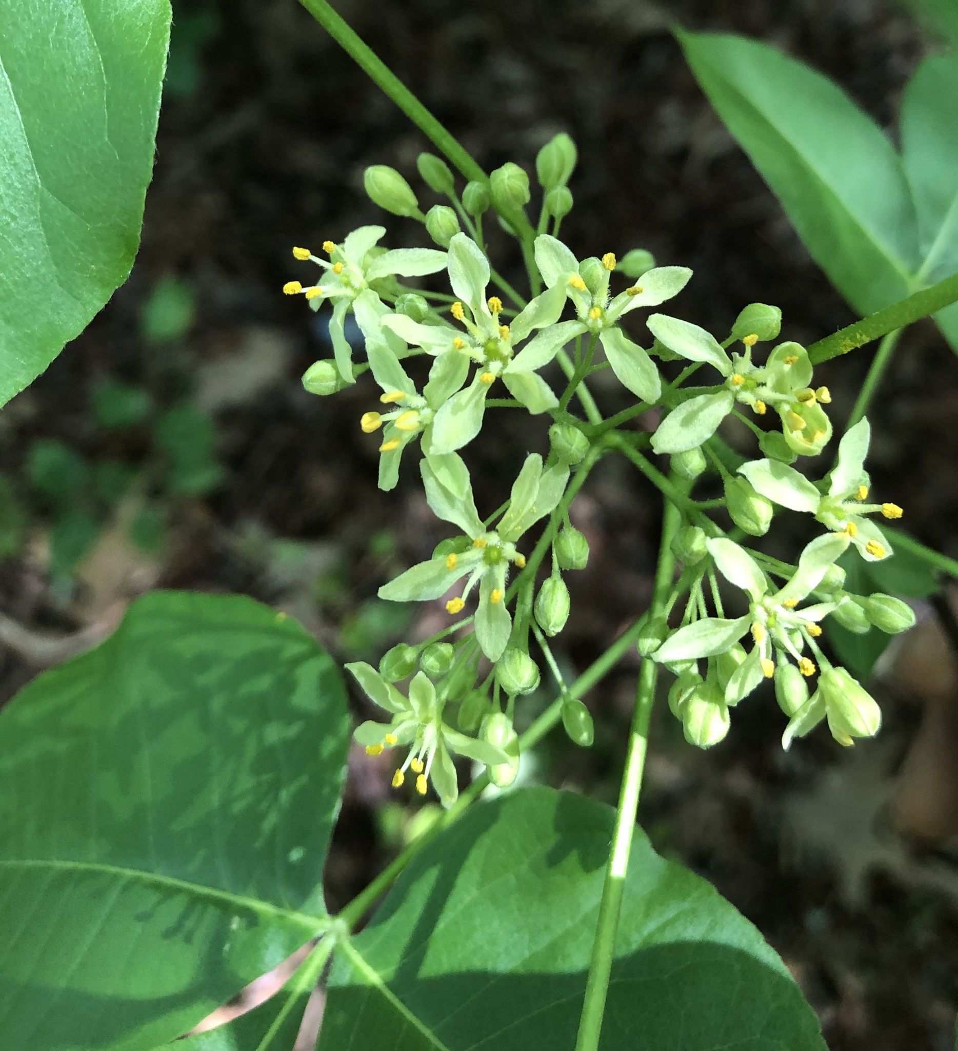 Ptelea trifoliata