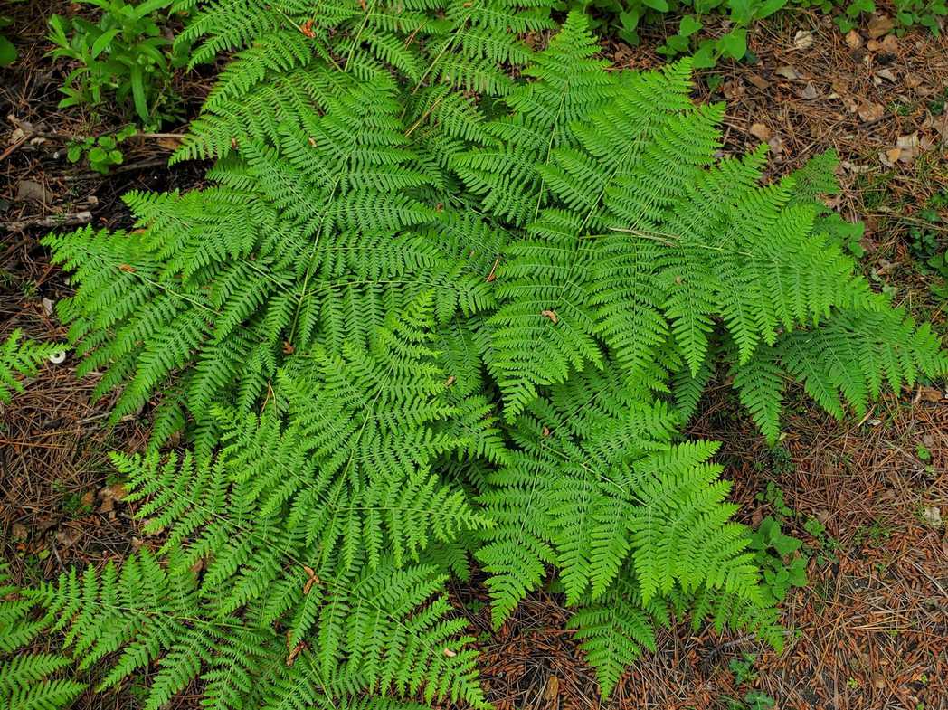 Pteridium aquilinum