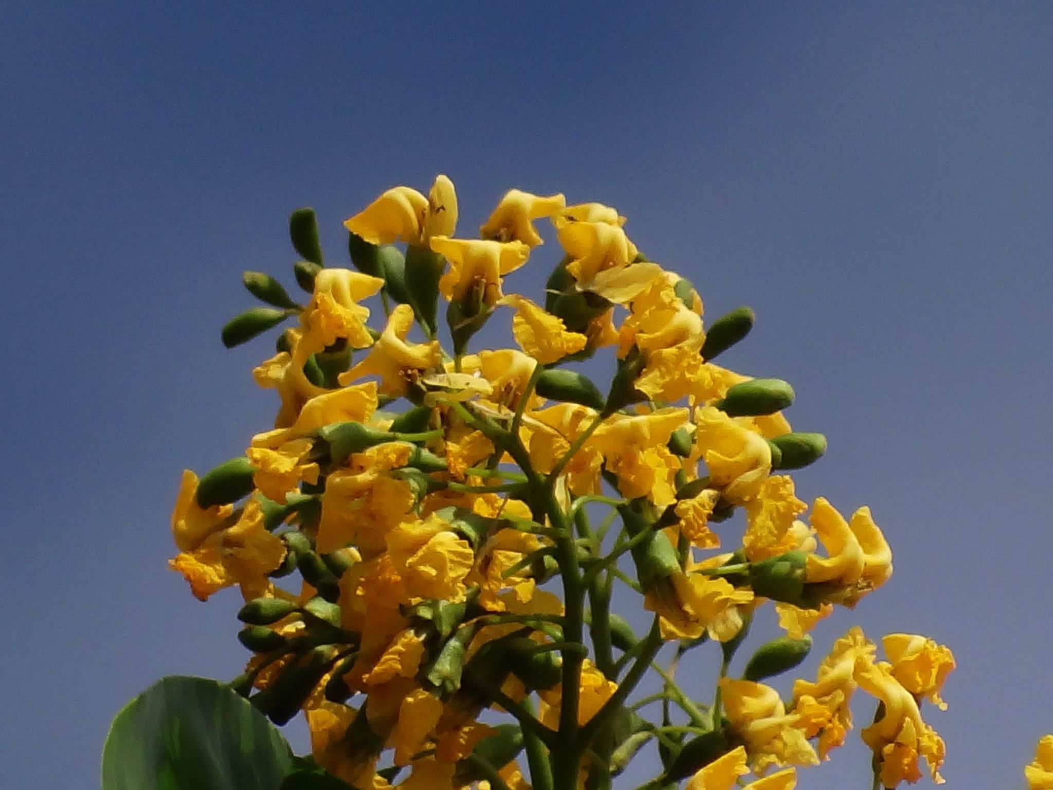 Pterocarpus indicus