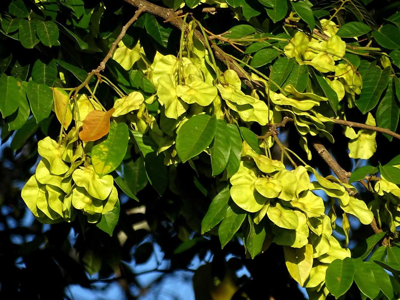 Pterocarpus rohrii
