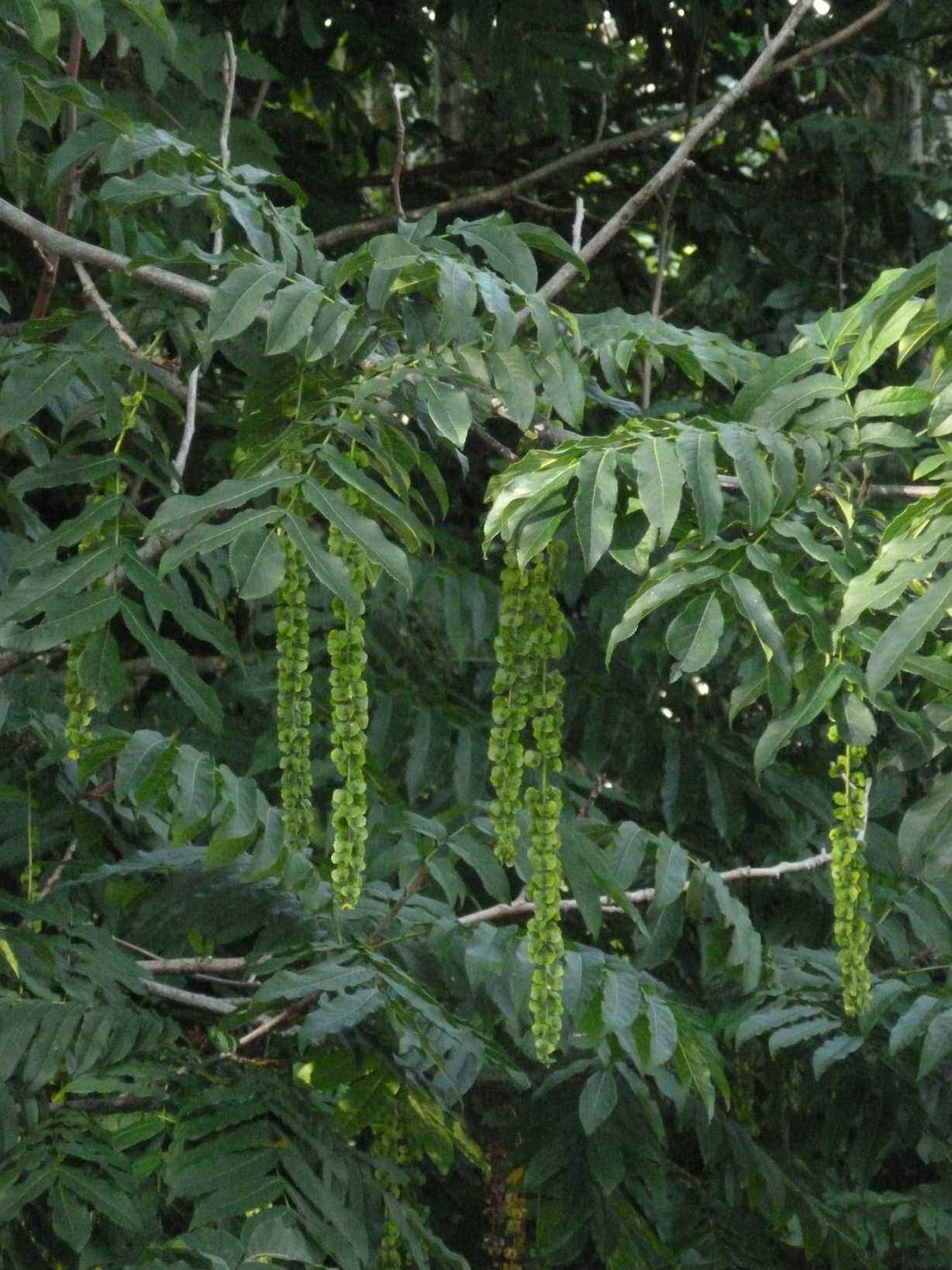Pterocarya