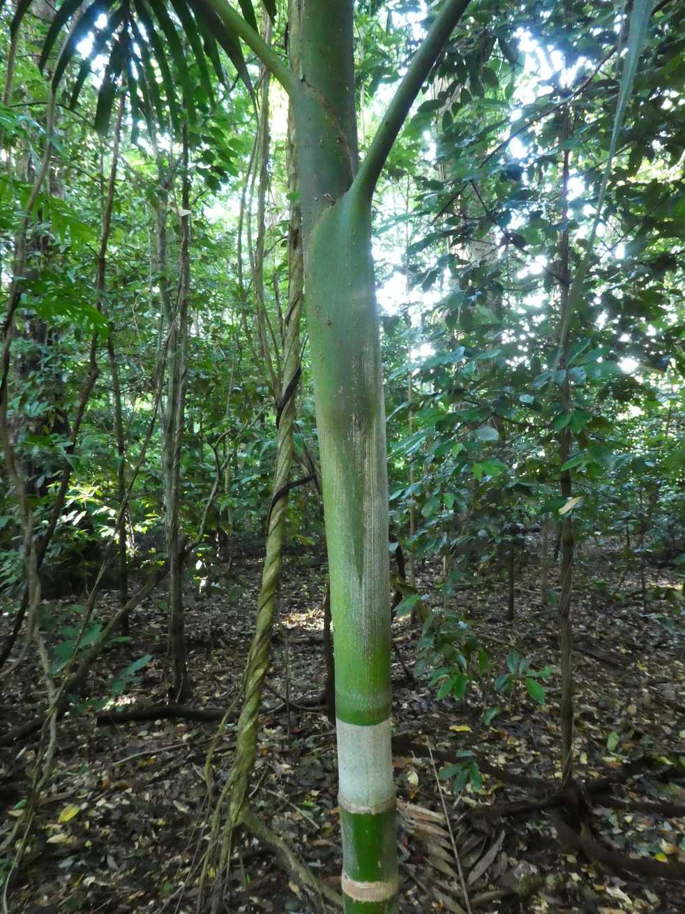 Ptychosperma elegans