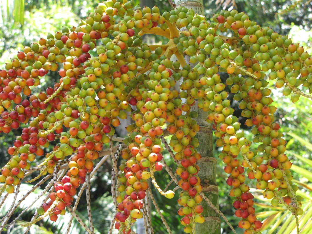 Ptychosperma macarthurii