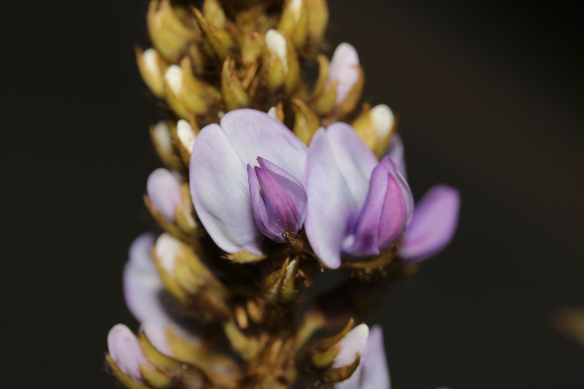 Pueraria montana