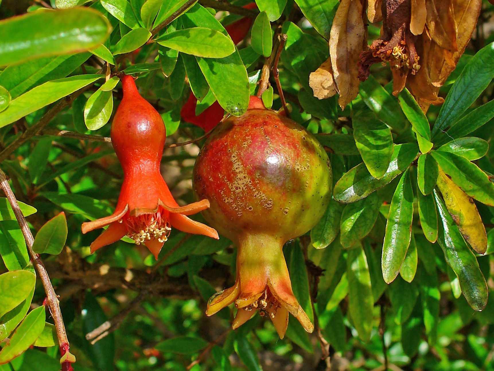 Punica granatum