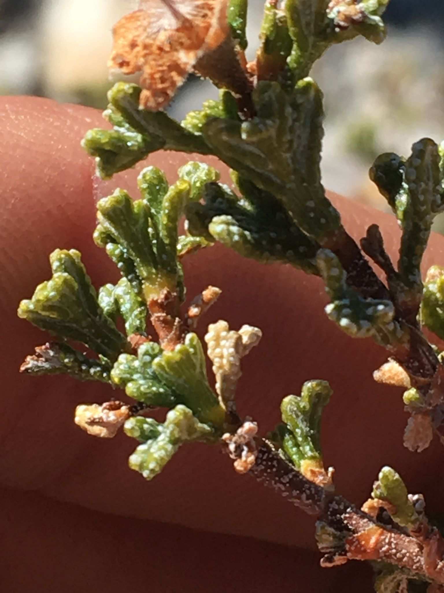 Purshia stansburyana