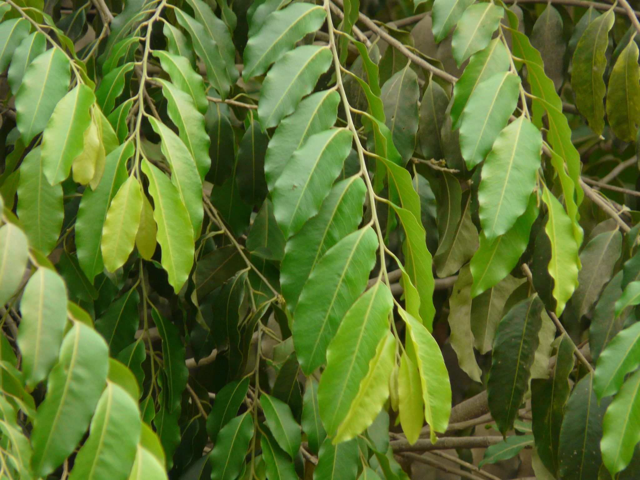 Putranjiva roxburghii