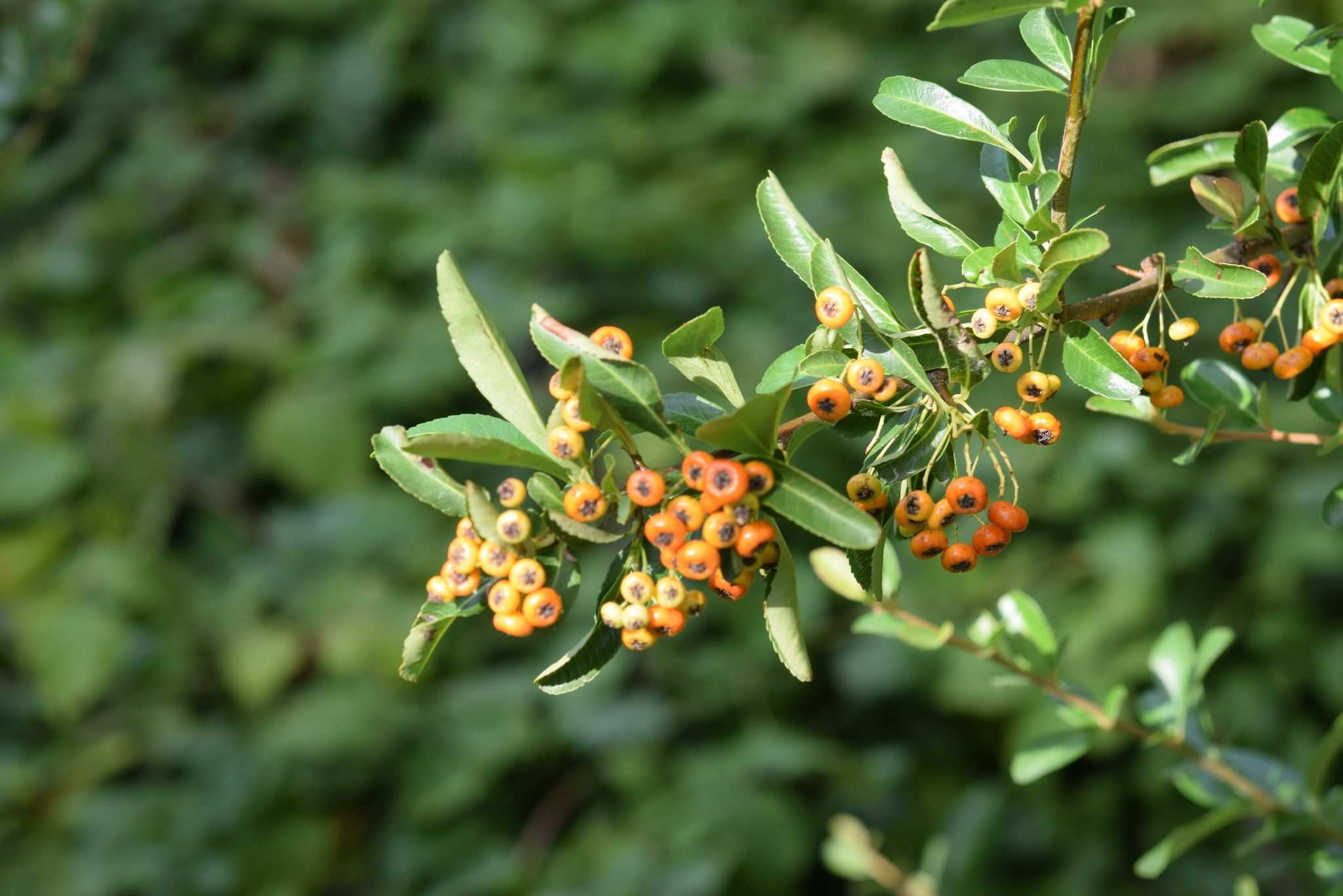 Pyracantha rogersiana