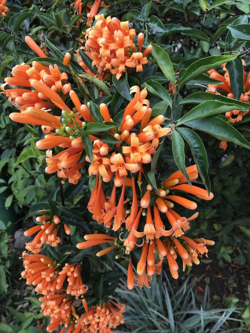 Pyrostegia venusta