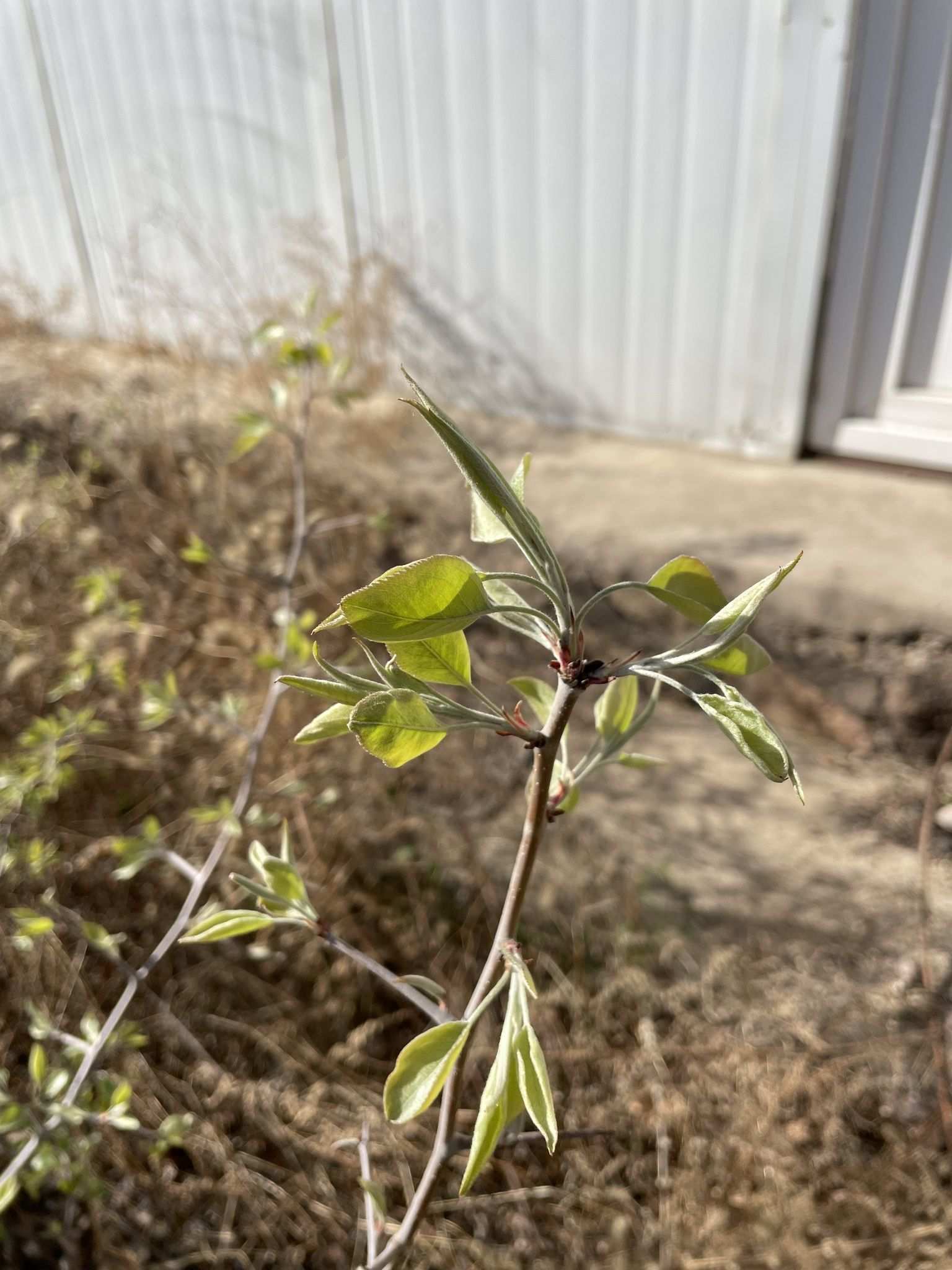 Pyrus betulifolia