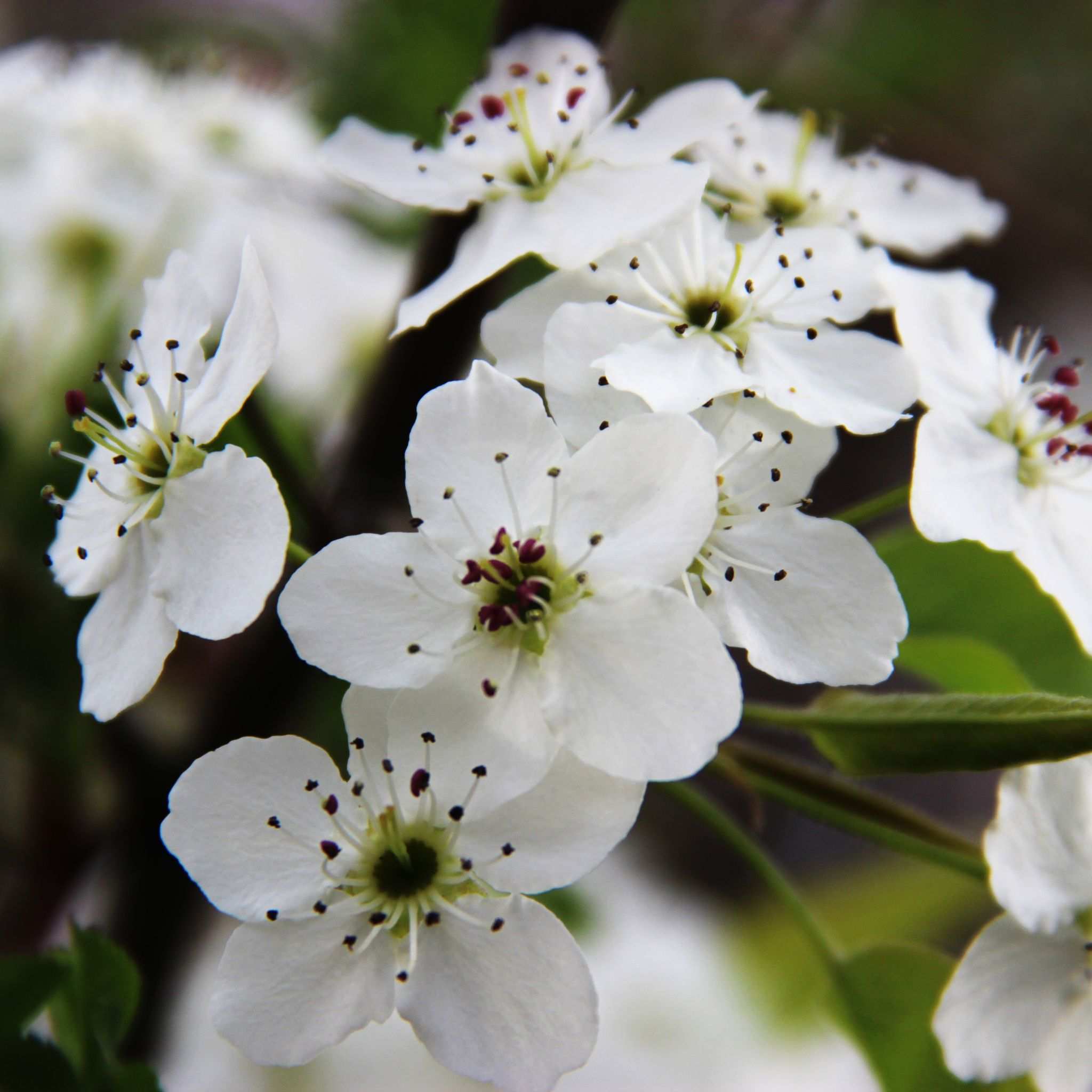 Pyrus calleryana