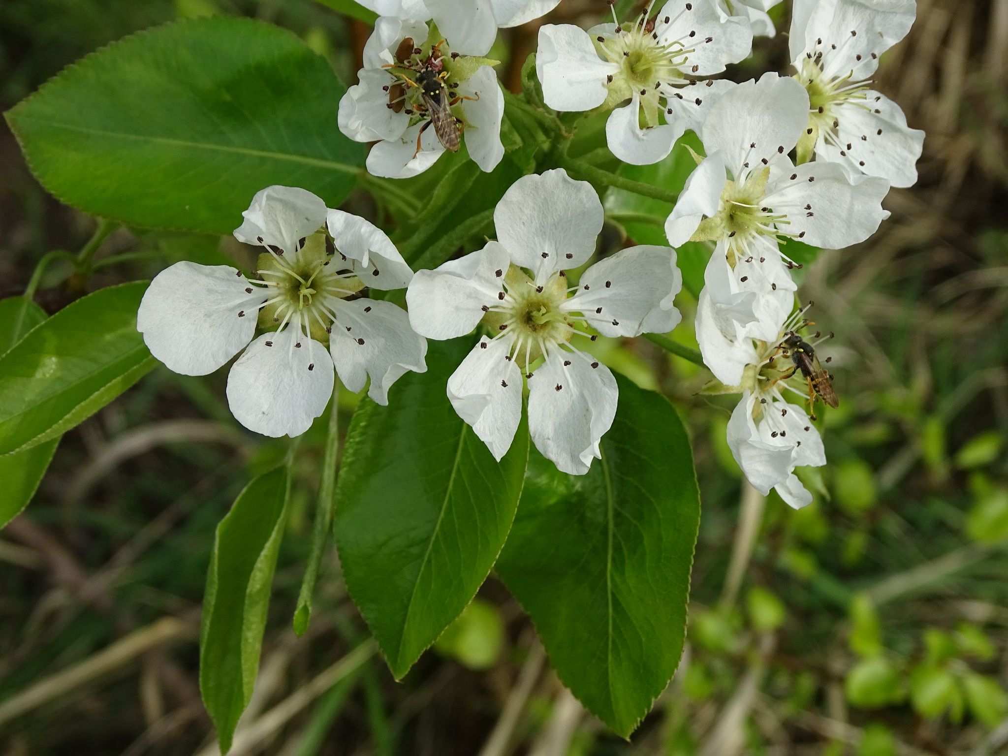 Pyrus communis