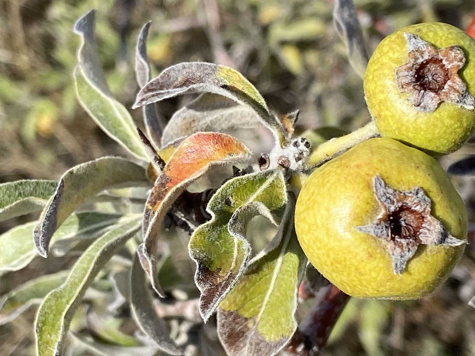 Pyrus elaeagrifolia