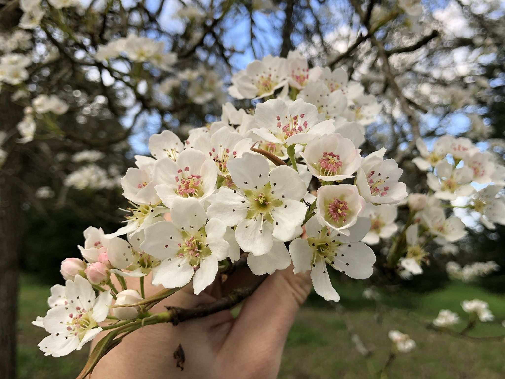 Pyrus lindleyi
