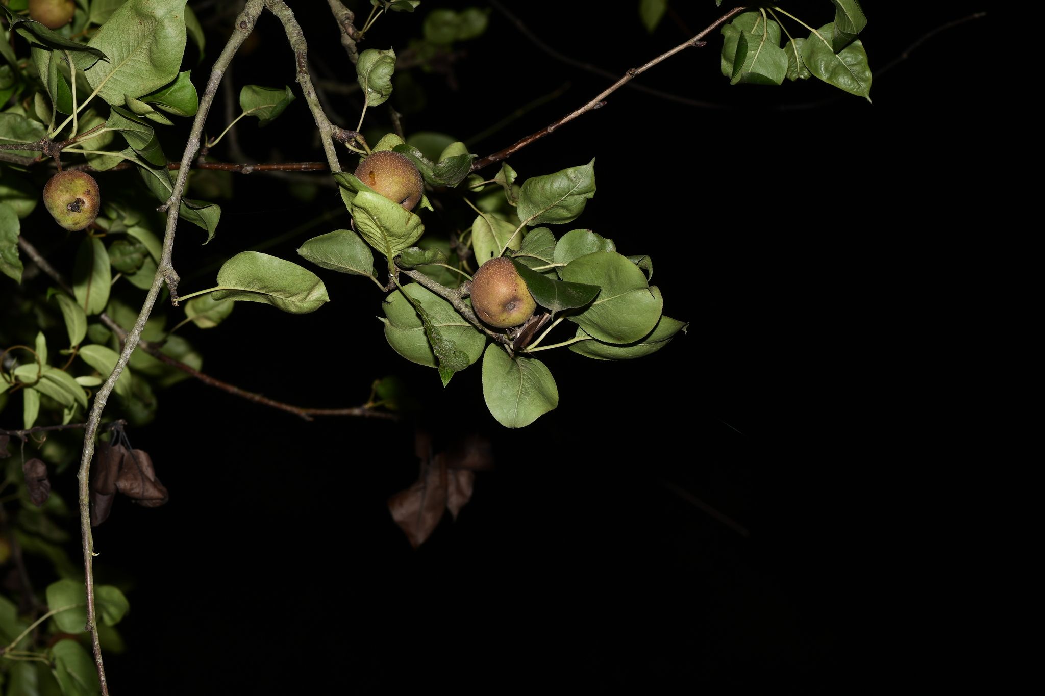 Pyrus neoserrulata