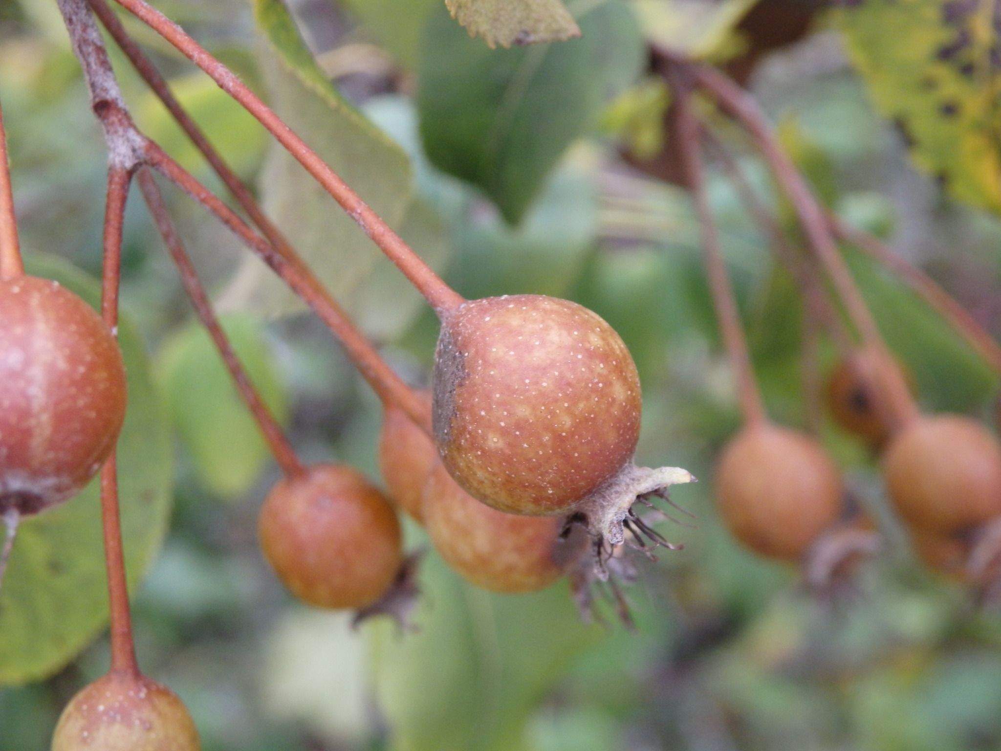 Pyrus pyraster