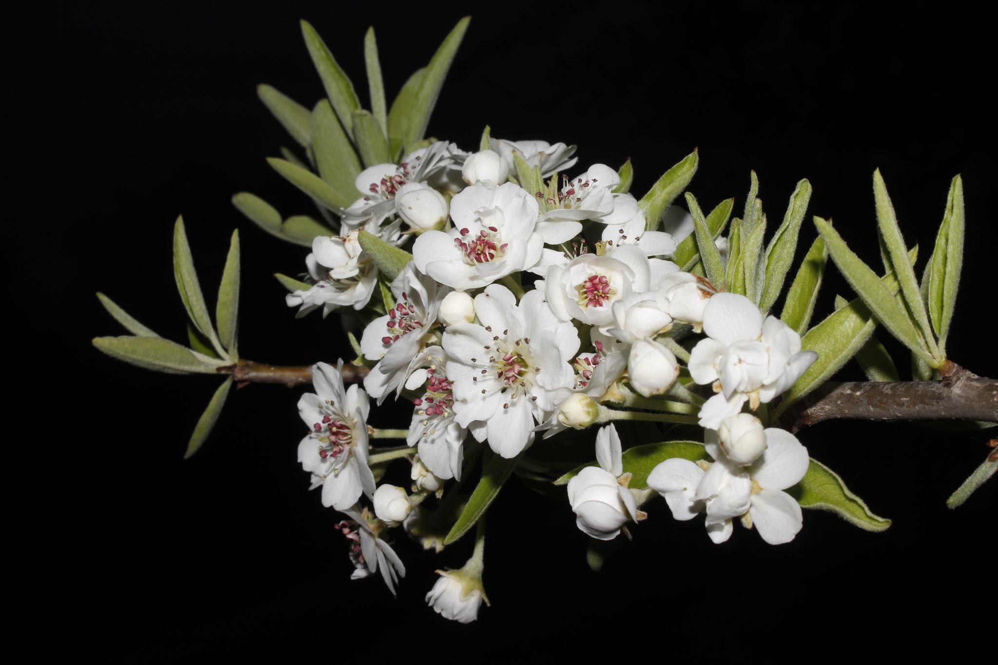Pyrus sp.