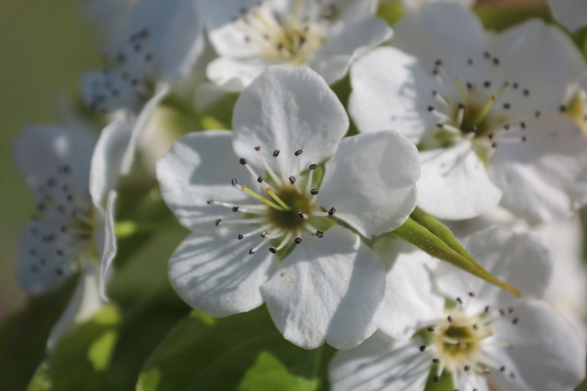 Pyrus ussuriensis