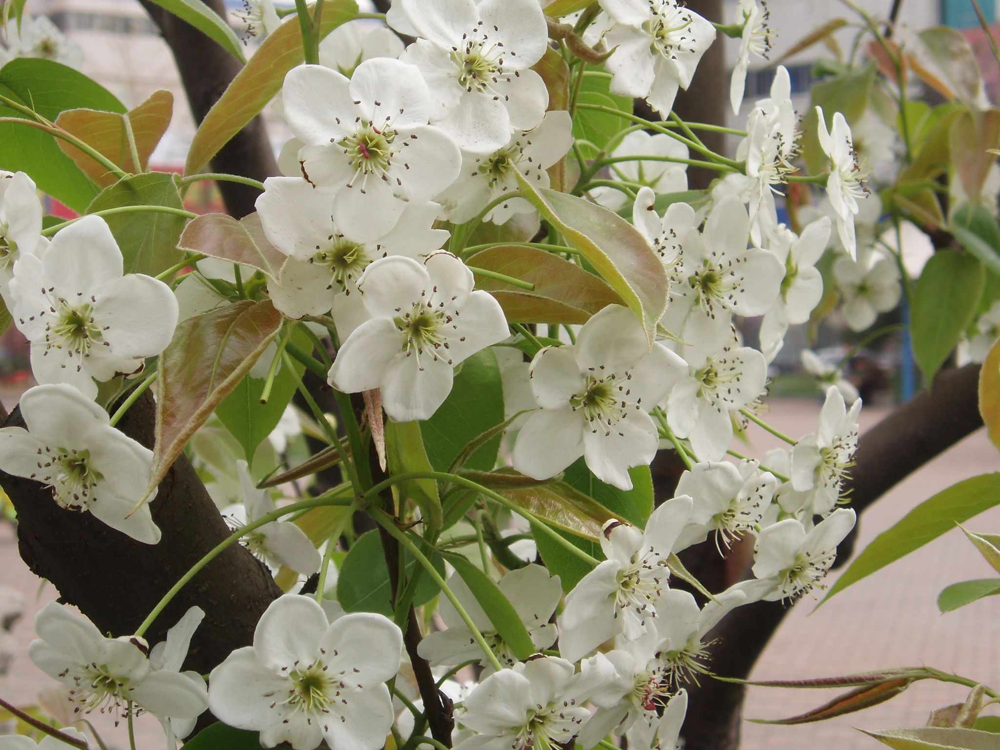 Pyrus x bretschneideri