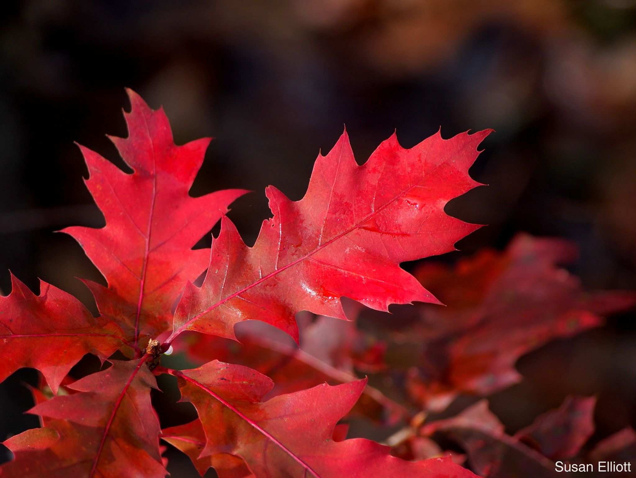 Quercus