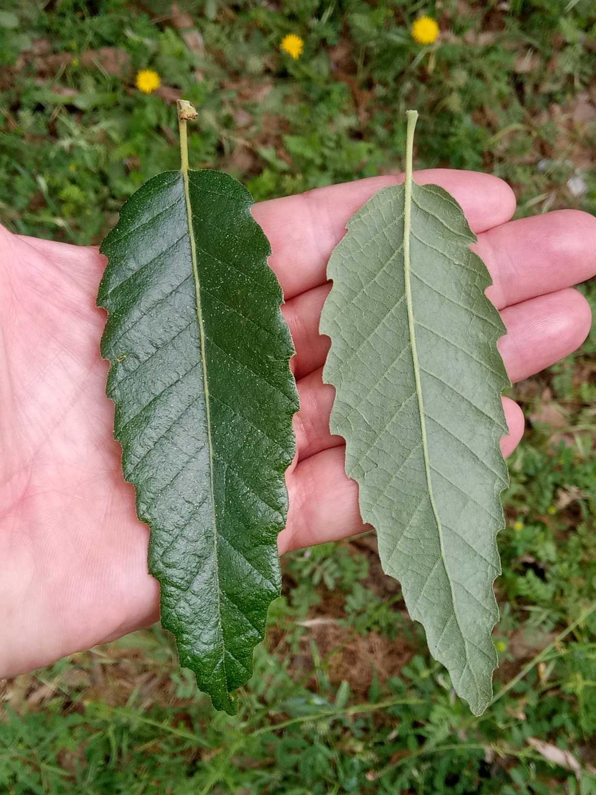 Quercus afares