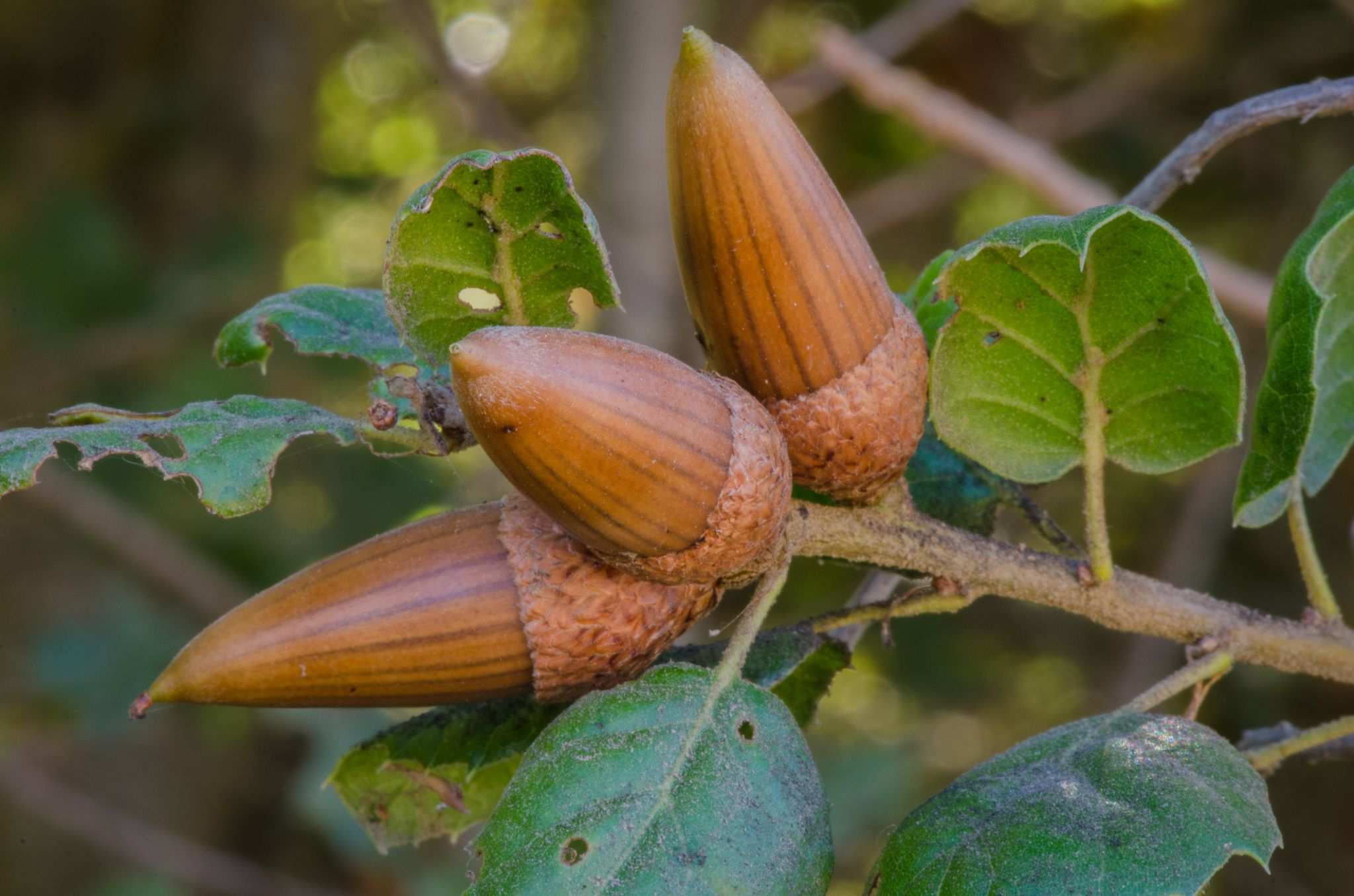 Quercus agrifolia