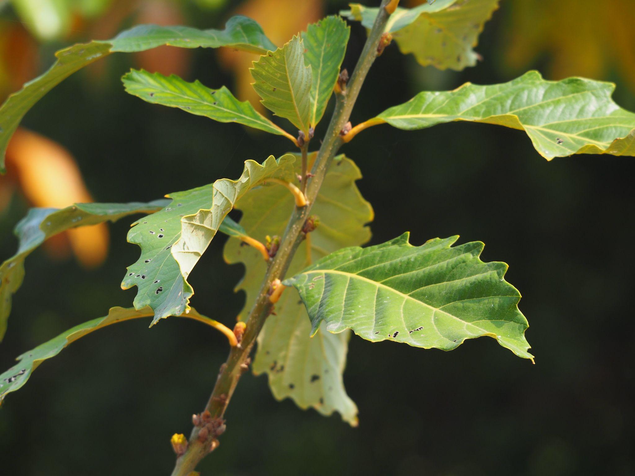 Quercus aliena