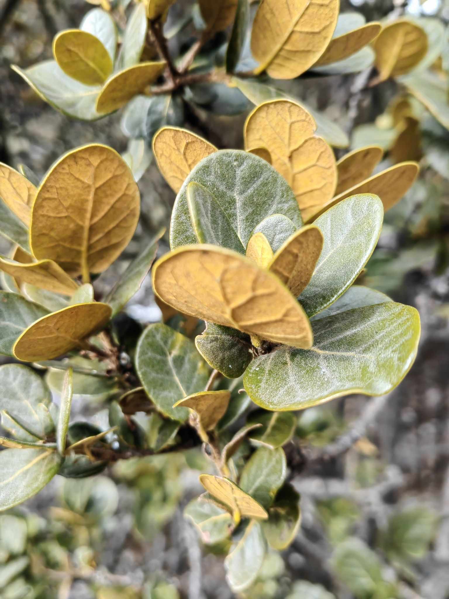 Quercus aquifolioides