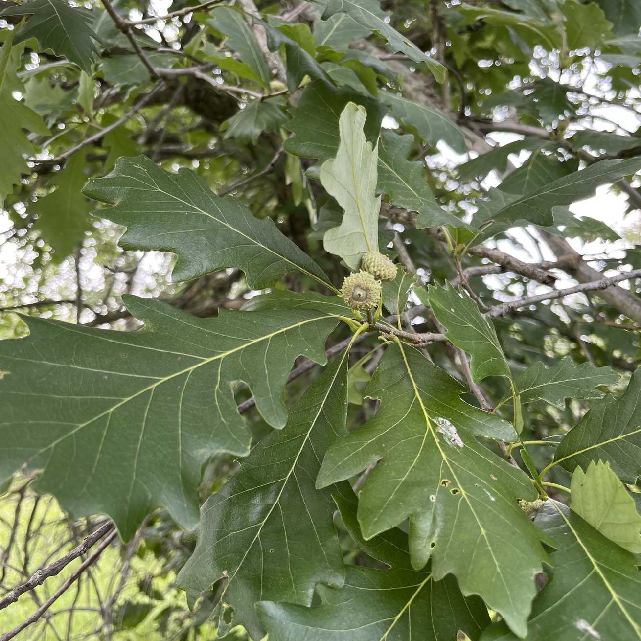 Quercus bicolor