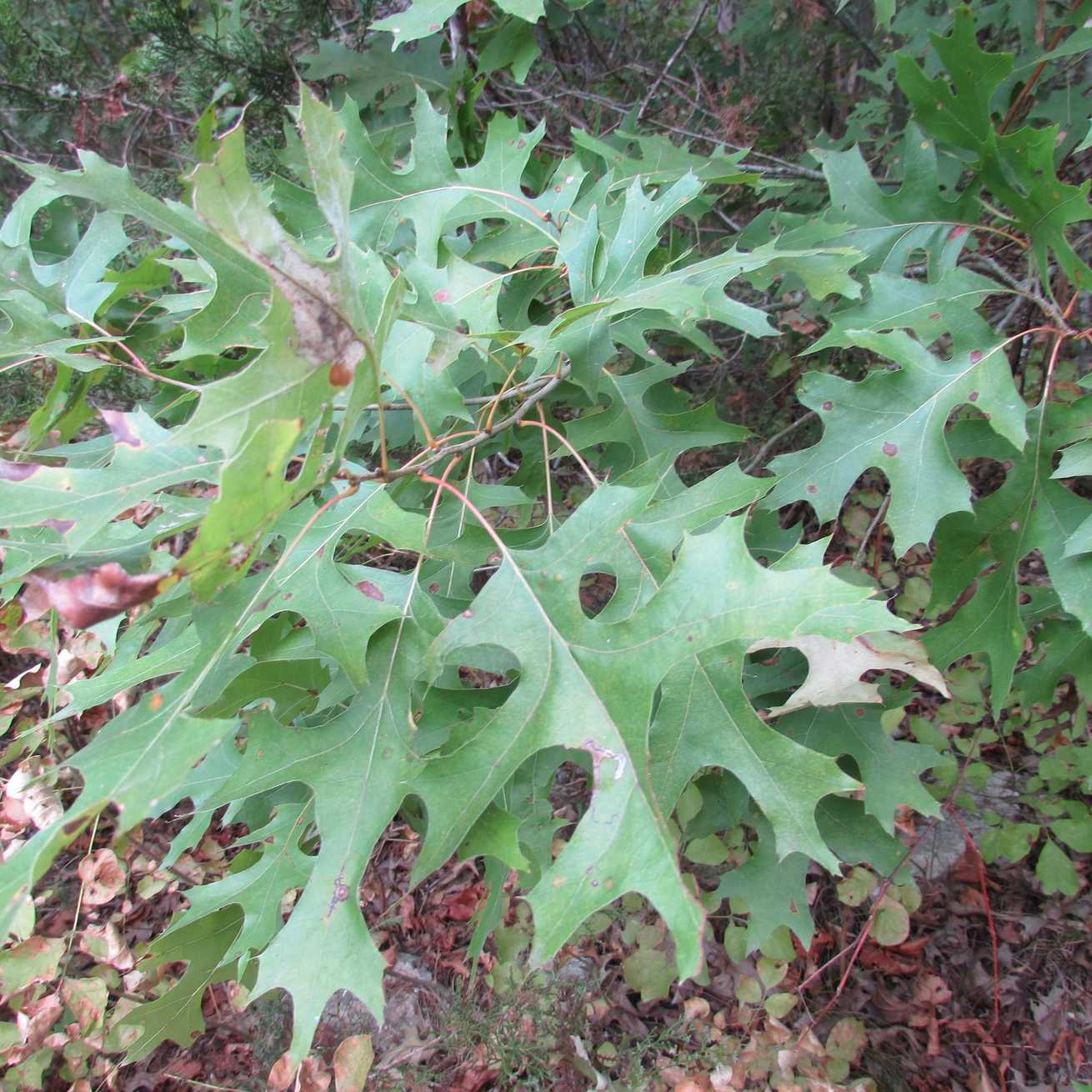 Quercus buckleyi