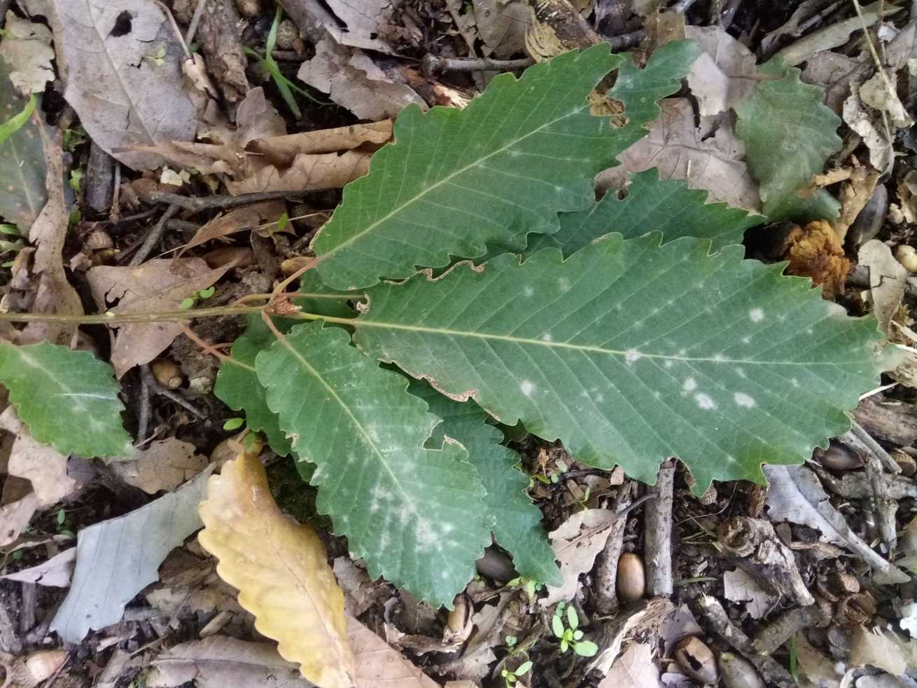 Quercus canariensis