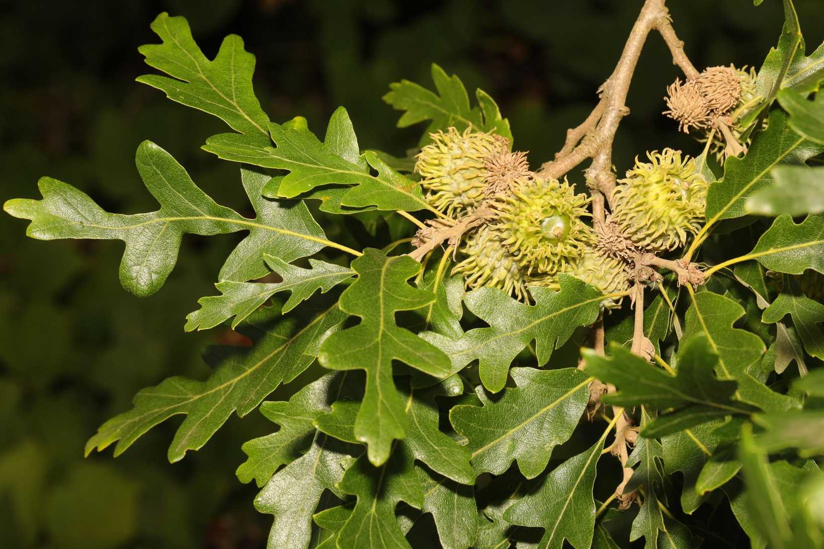 Quercus cerris