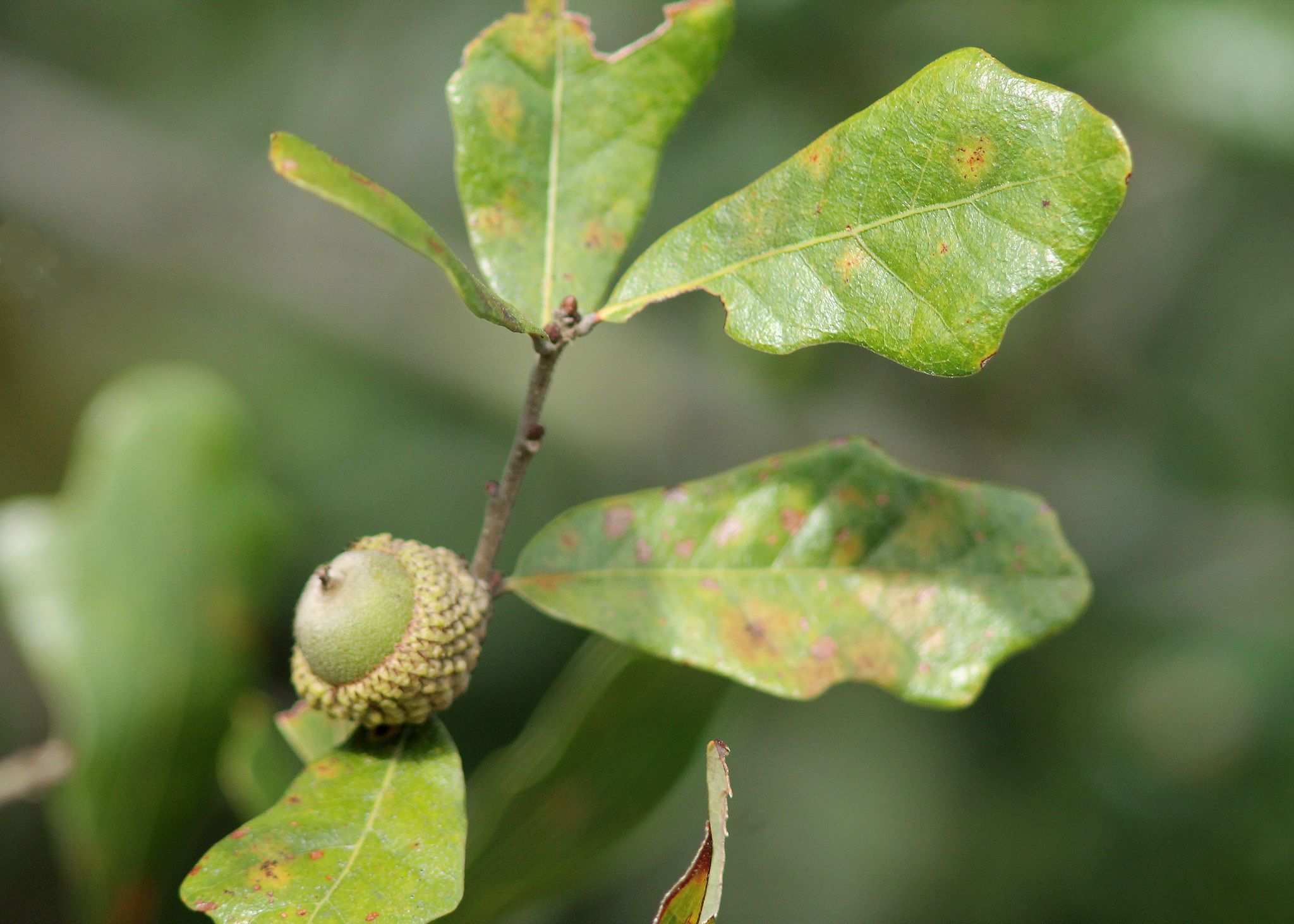 Quercus chapmanii
