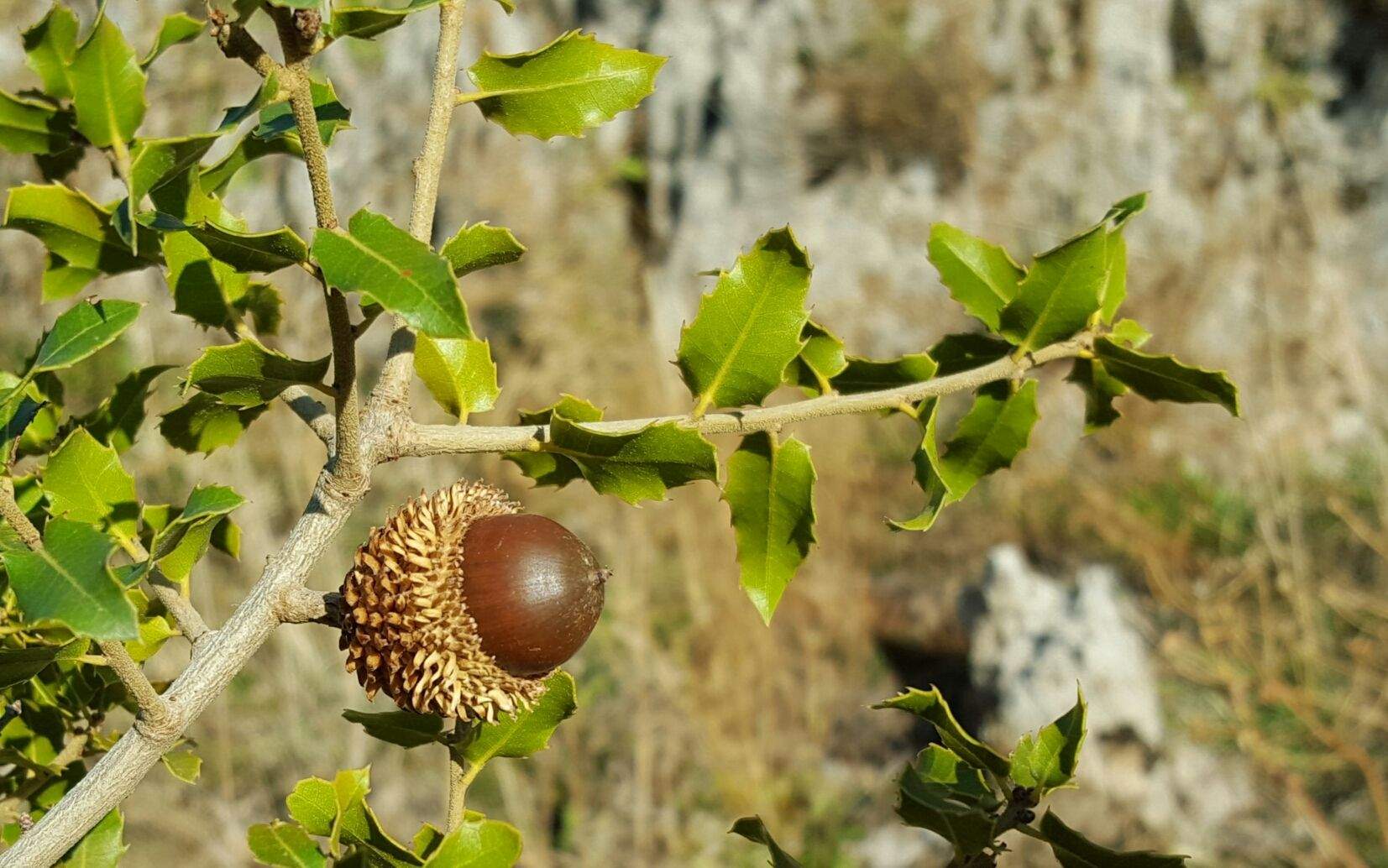 Quercus coccifera
